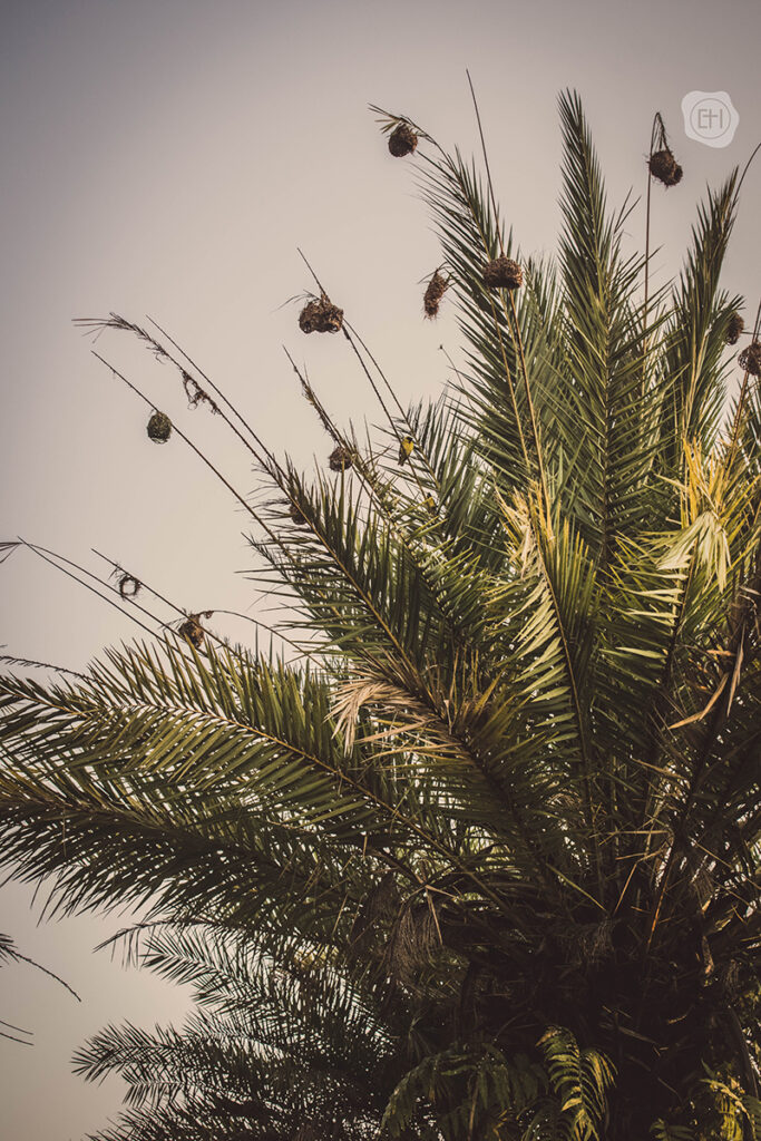 Photographie_Maurice (91)
